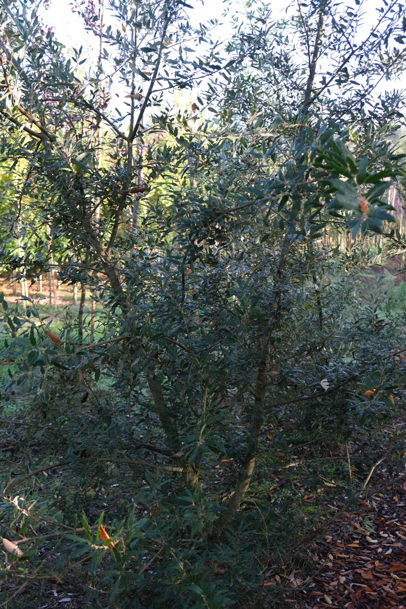Quercus hispanica 'Waasland' meerstammig / struik meerstammig