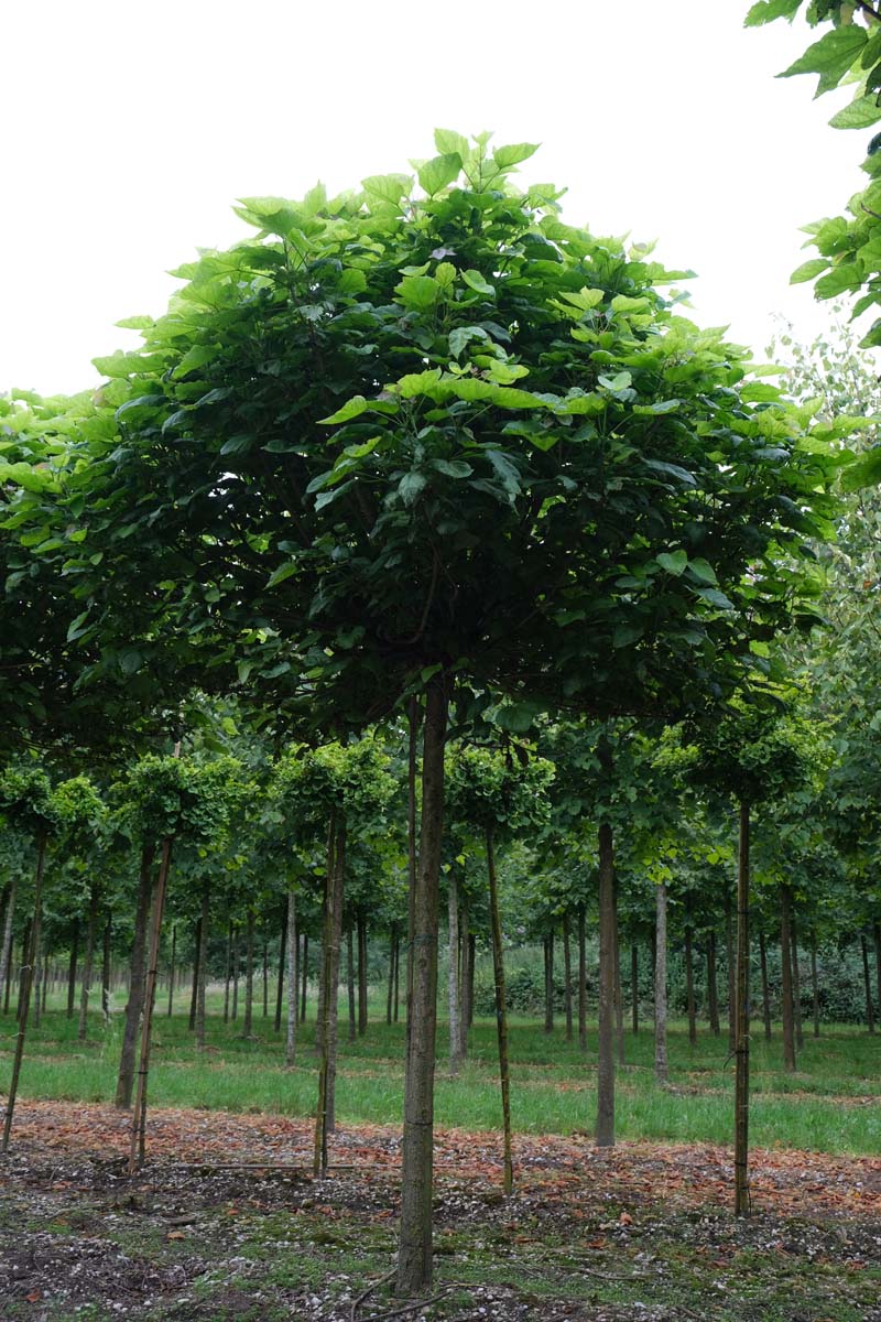 Catalpa bignonioides 'Nana' op stam op stam