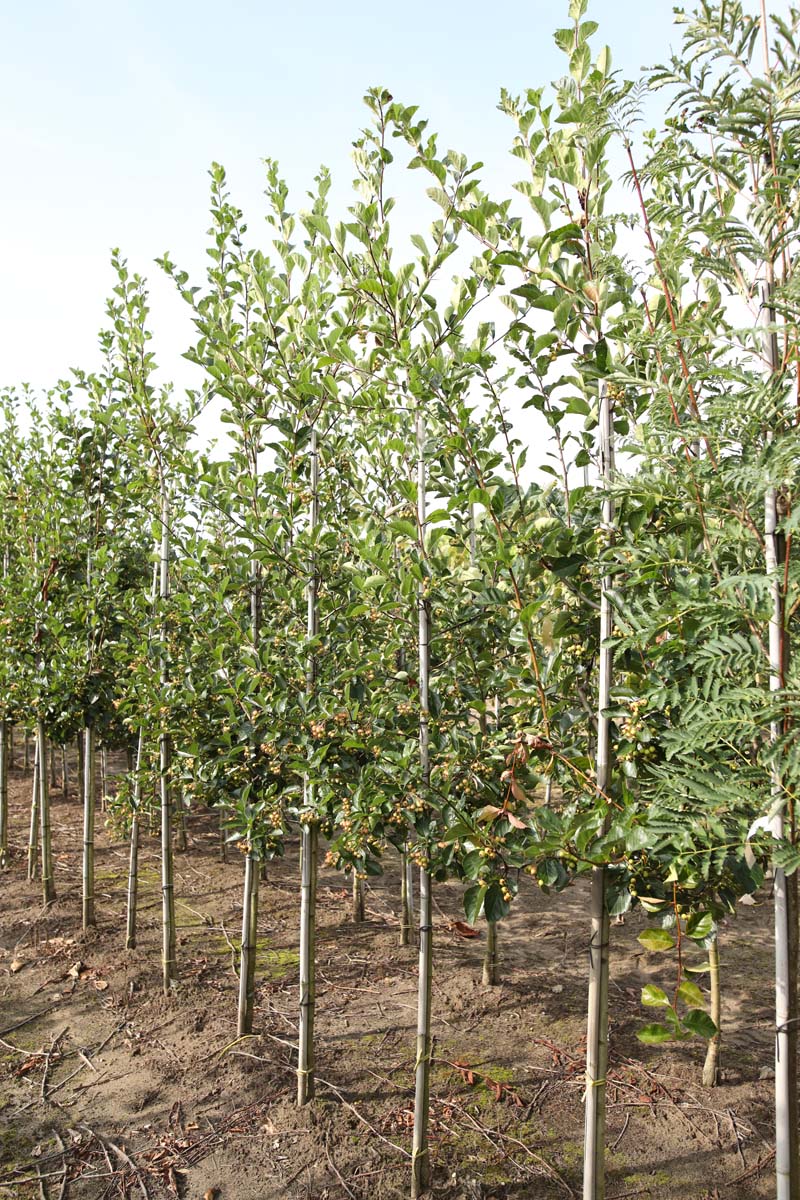 CRPSPLEN6-8HODR stamomtrek 6-8