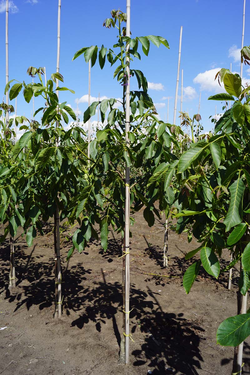 JURBROAD6-8HODR stamomtrek 6-8