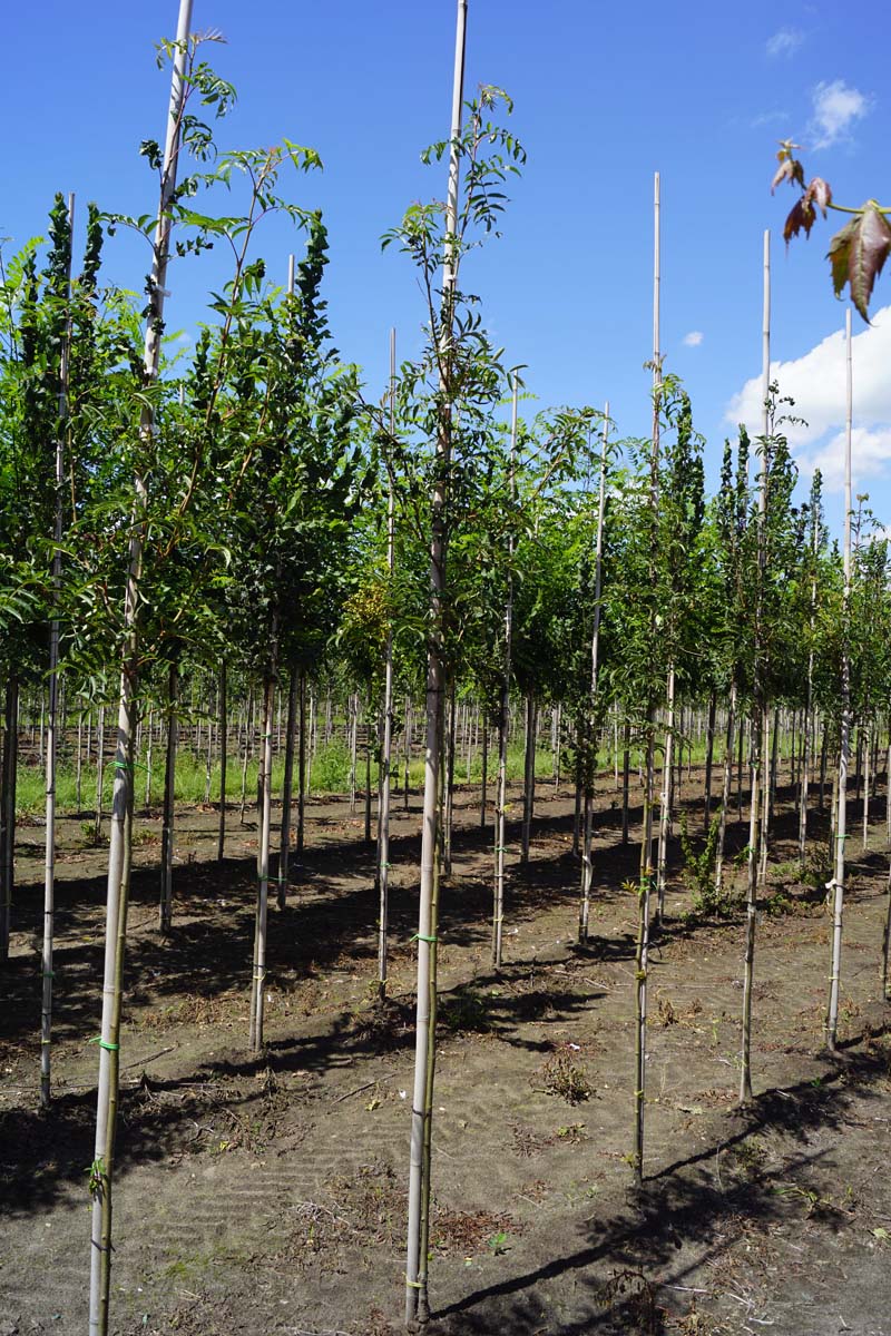 SOCOMMIX6-8HODR stamomtrek 6-8