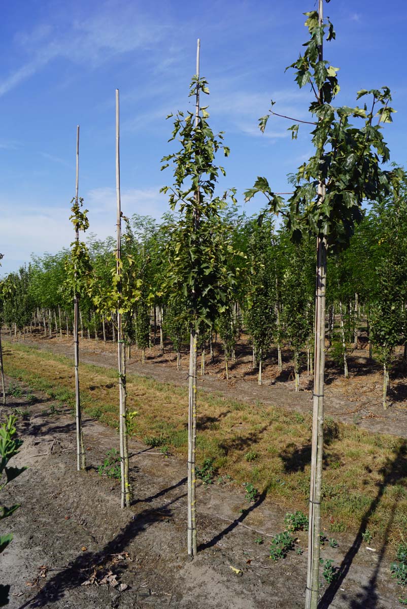 SOTORMIN6-8HODR stamomtrek 6-8