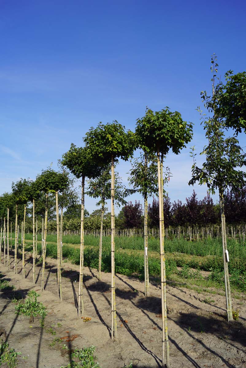 ACCNANUM8-10HODR220STAM stamomtrek 8-10