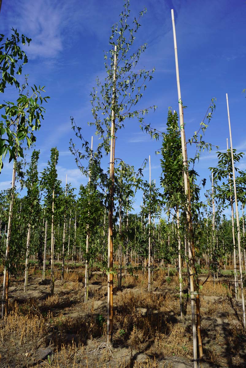 BEPCRISP8-10HODR stamomtrek 8-10