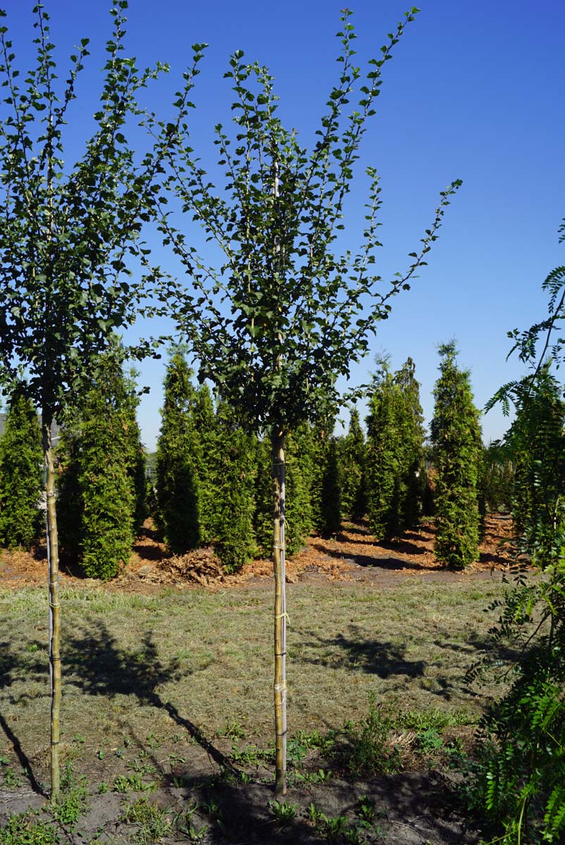 CRMPSCAR8-10HODR stamomtrek 8-10