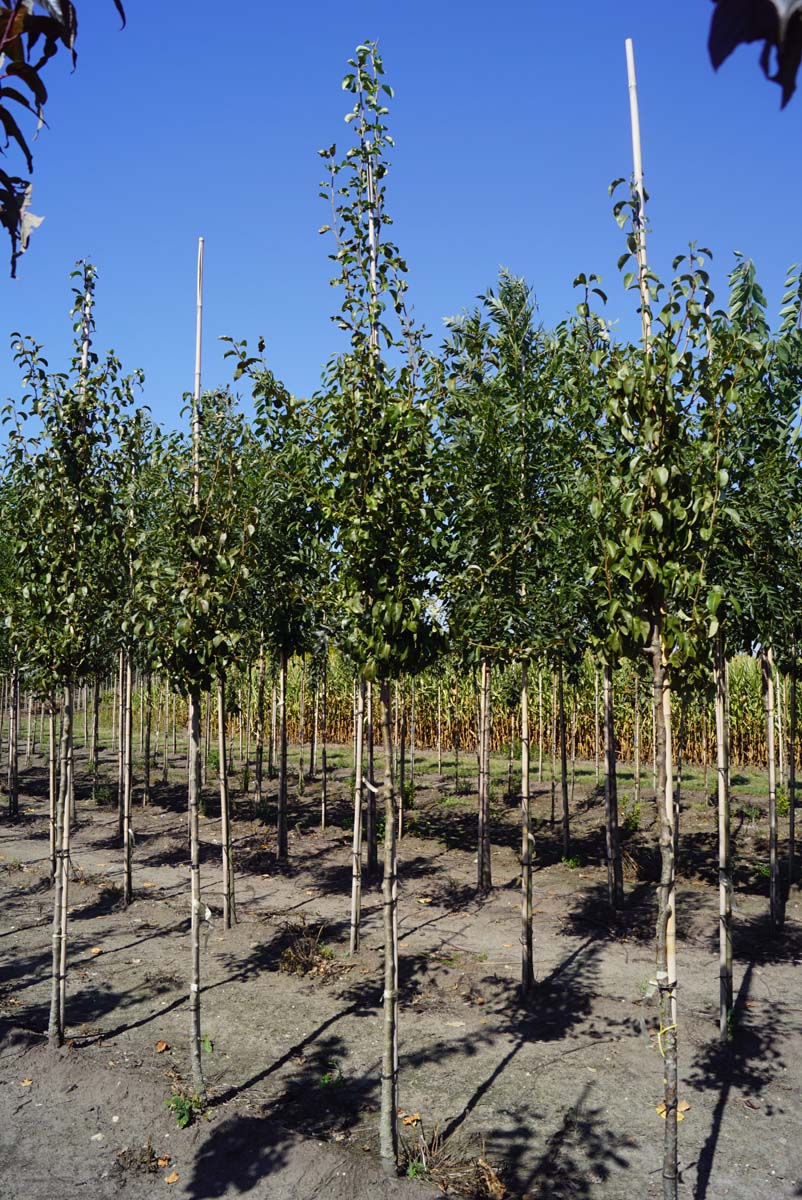 PYCDCOMI8-10HODR stamomtrek 8-10