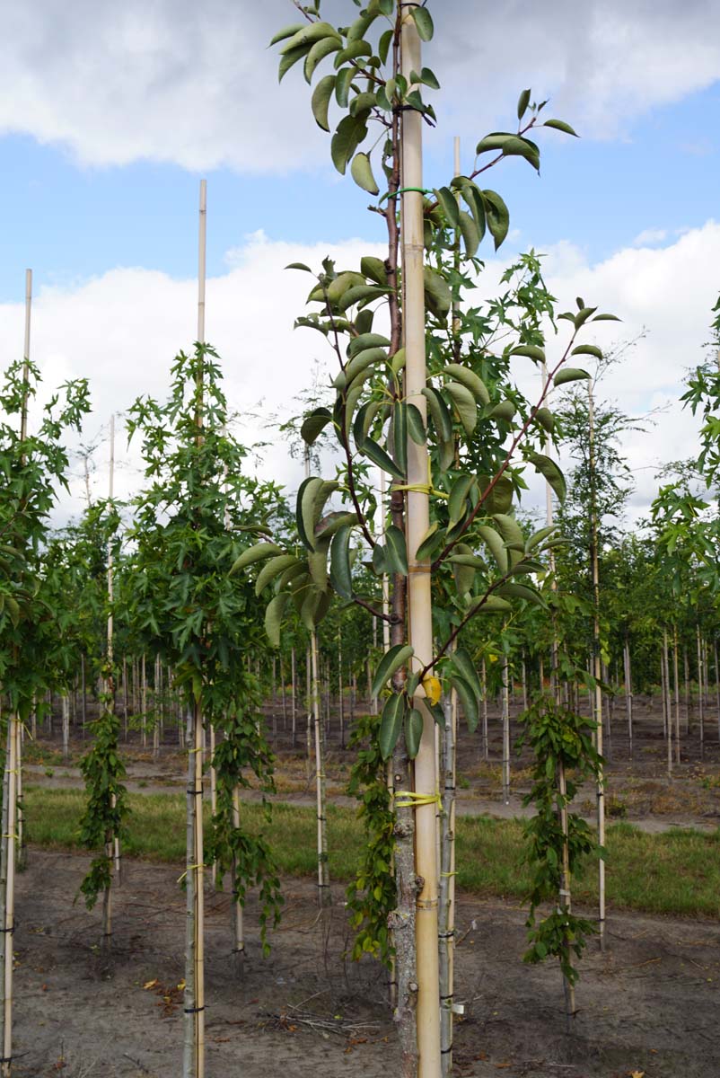 PYCJUT8-10HODR stamomtrek 8-10