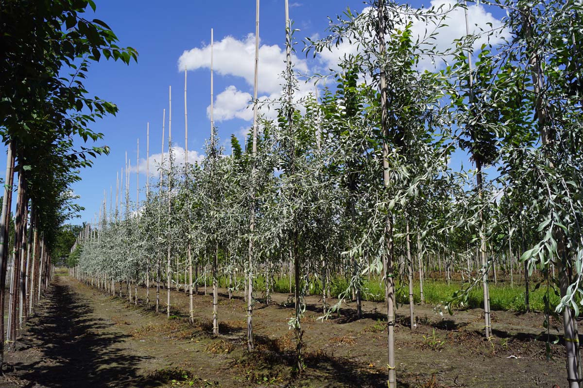 PYSPENDU8-10HODR stamomtrek 8-10