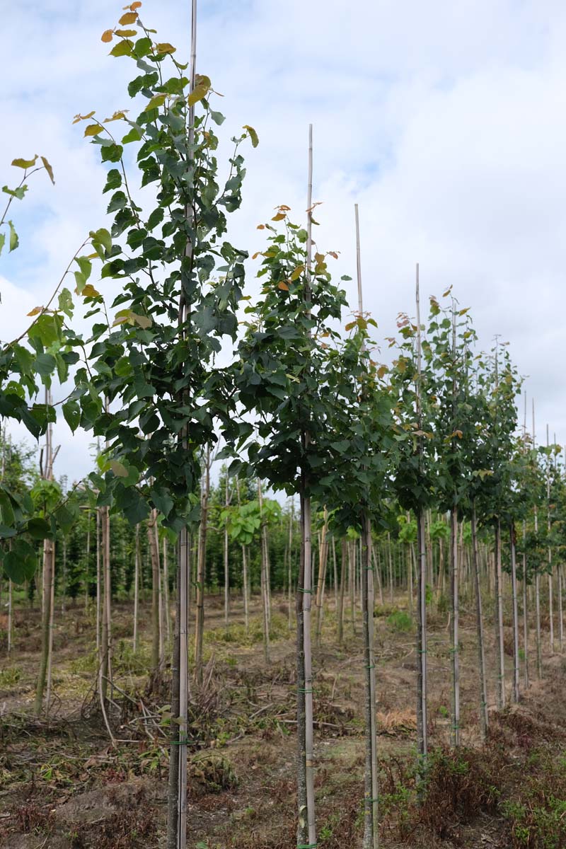 TICGREEN8-10HODR stamomtrek 8-10