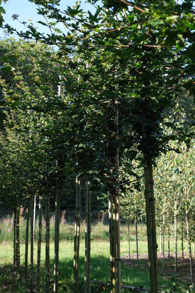 ACCELSRI10-12HODR stamomtrek 10-12