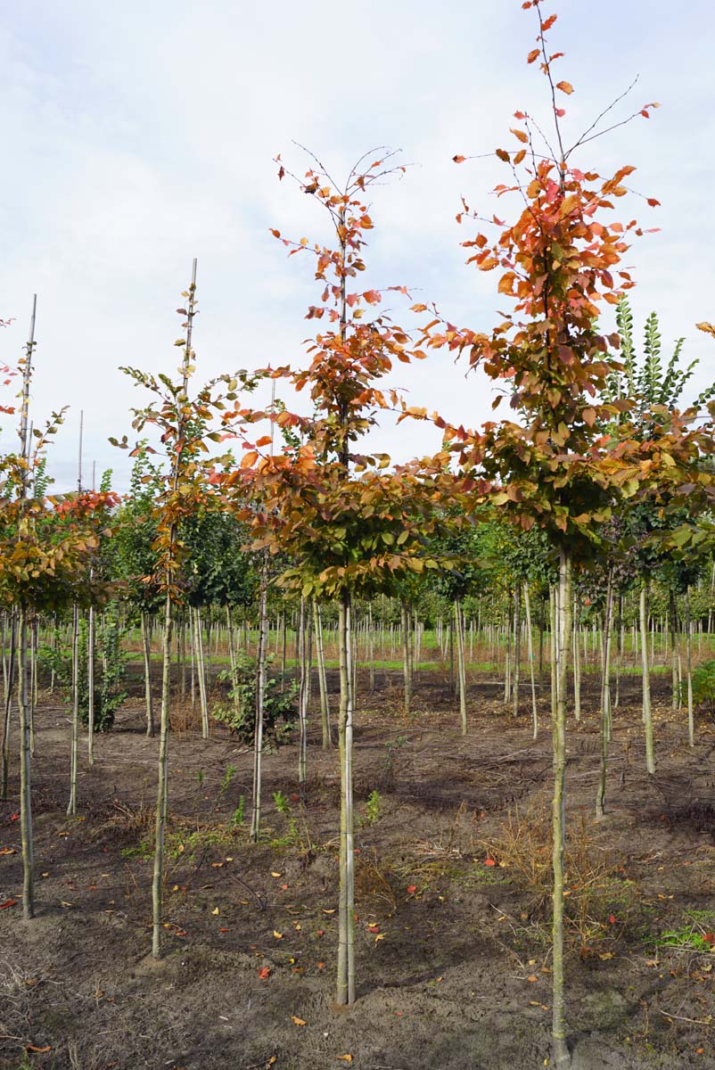 CABLOCHG10-12HODR stamomtrek 10-12