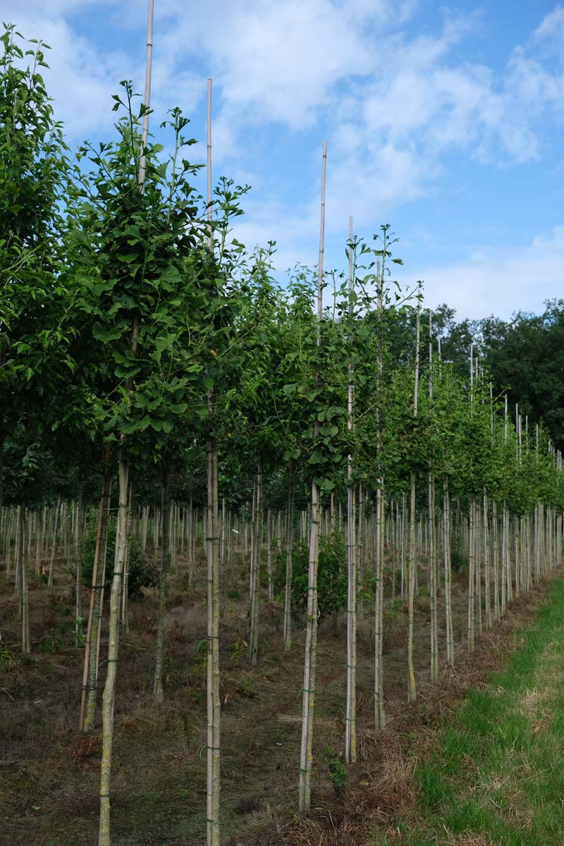 GIBILOBA10-12HODR stamomtrek 10-12