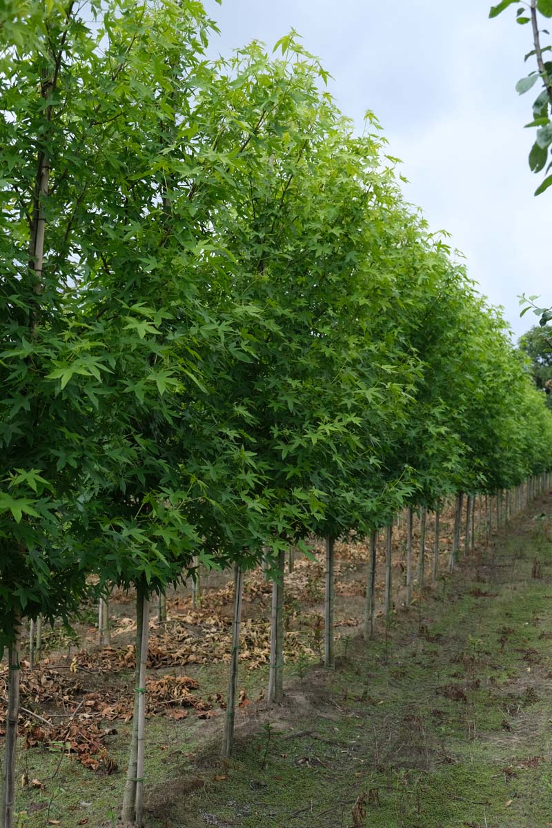 LISWORPL10-12HODR stamomtrek 10-12