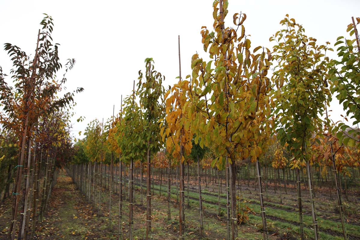 MAKOBUS10-12HODR stamomtrek 10-12