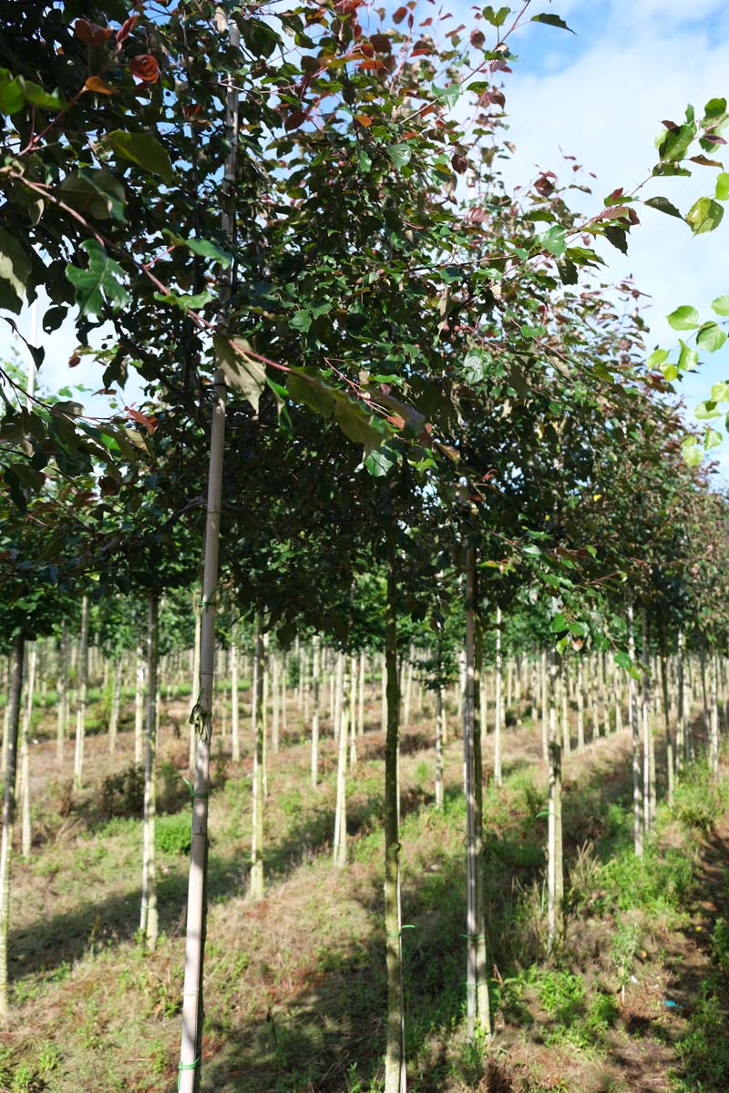 MARUDOLP10-12HODR stamomtrek 10-12