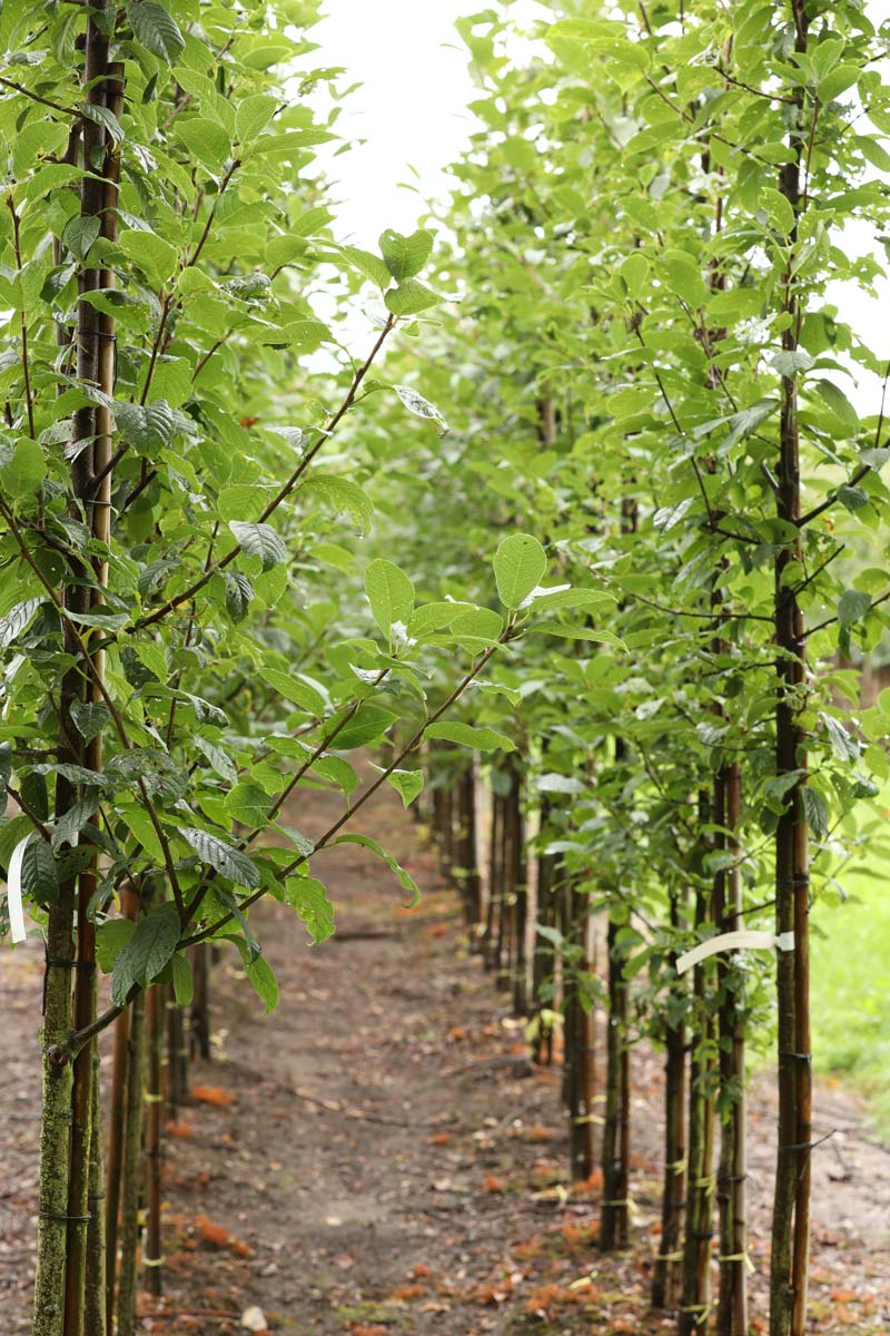 PRPALBER10-12HODR stamomtrek 10-12