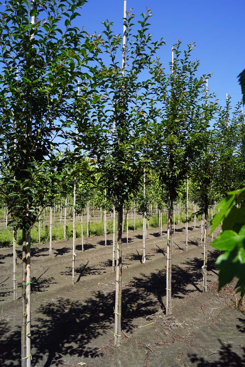 PRPANDOR10-12HODR stamomtrek 10-12