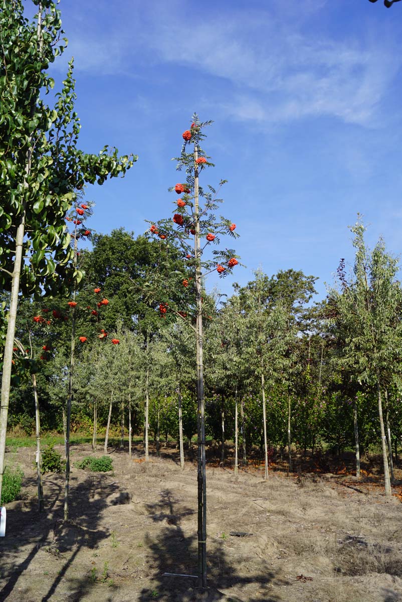 SOASSEED10-12HODR stamomtrek 10-12