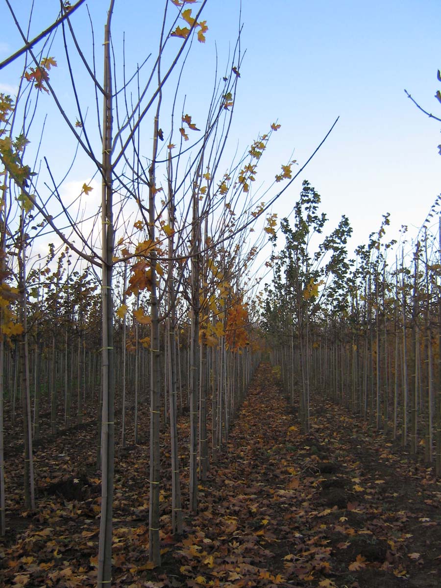 ACPEQUEE12-14HODR stamomtrek 12-14