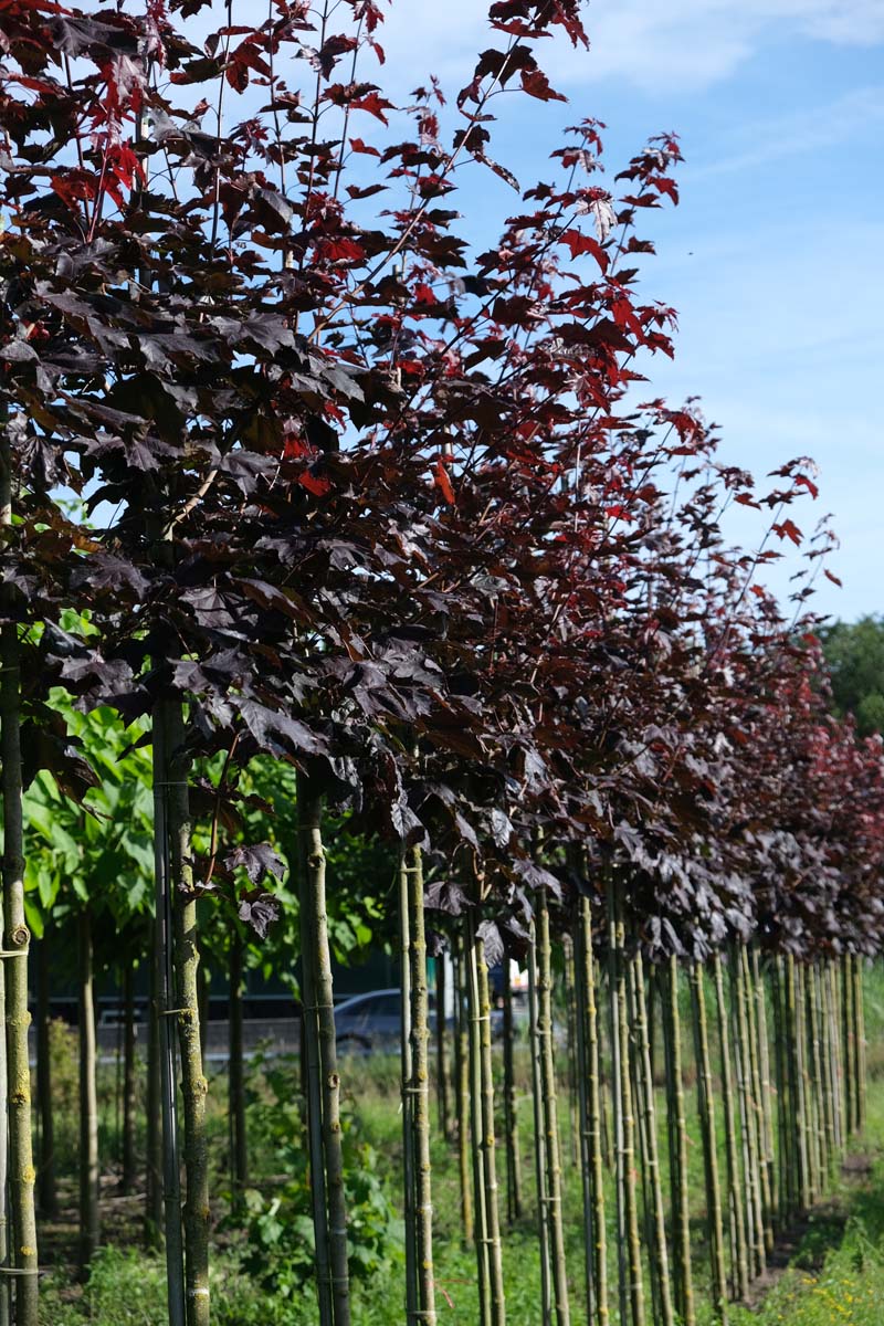 ACPRRED12-14HODR stamomtrek 12-14