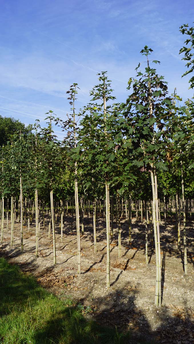 ACPSEUDO12-14HODR stamomtrek 12-14