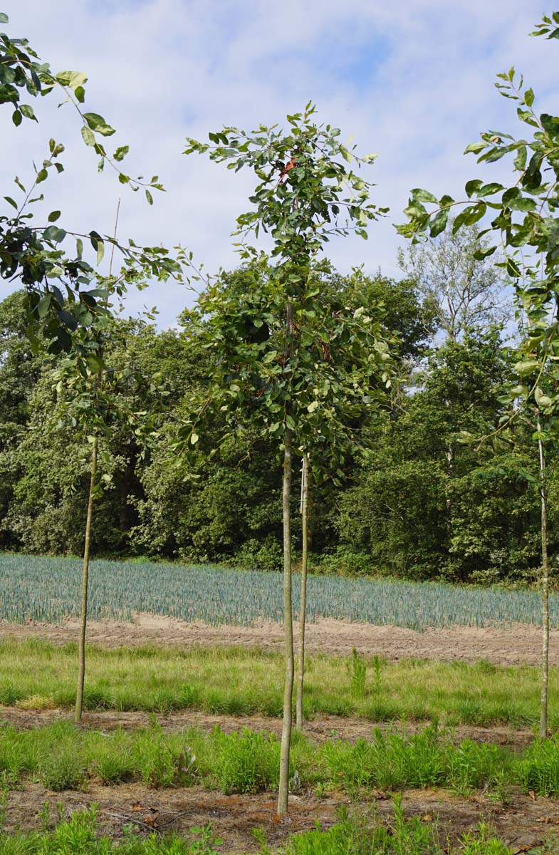 AMLAMARC12-14HODR stamomtrek 12-14