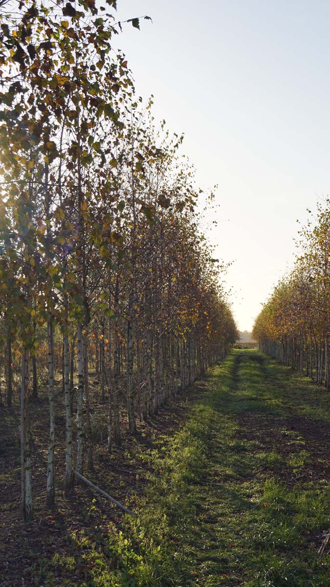 BEPENDUL12-14HODR stamomtrek 12-14