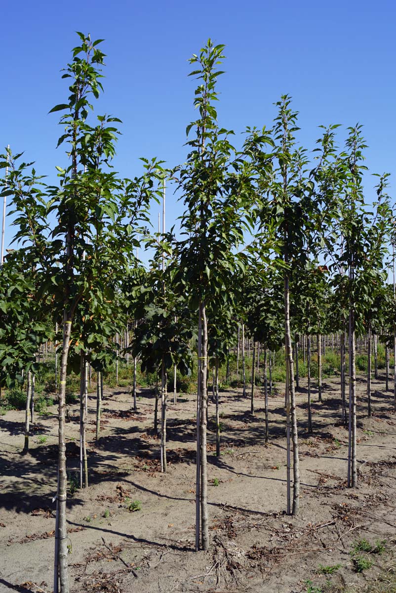 PRSSBOUL12-14HODR stamomtrek 12-14