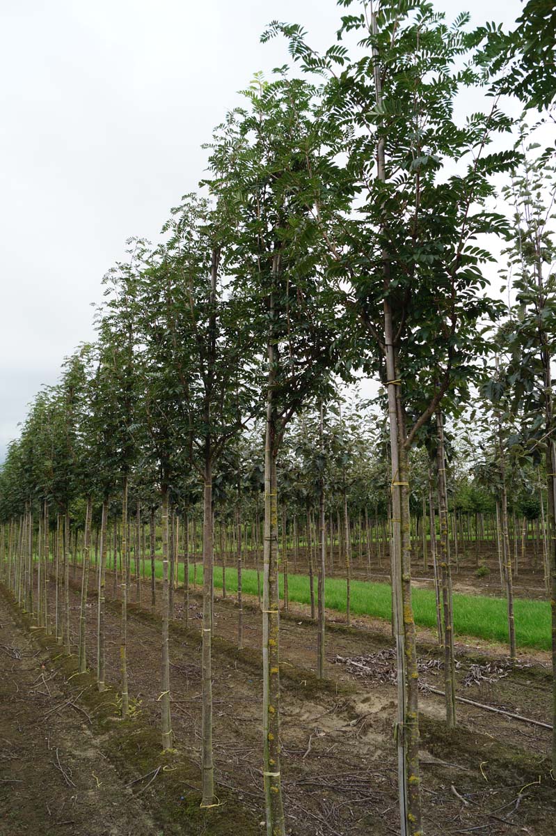 SOJROCK12-14HODR stamomtrek 12-14