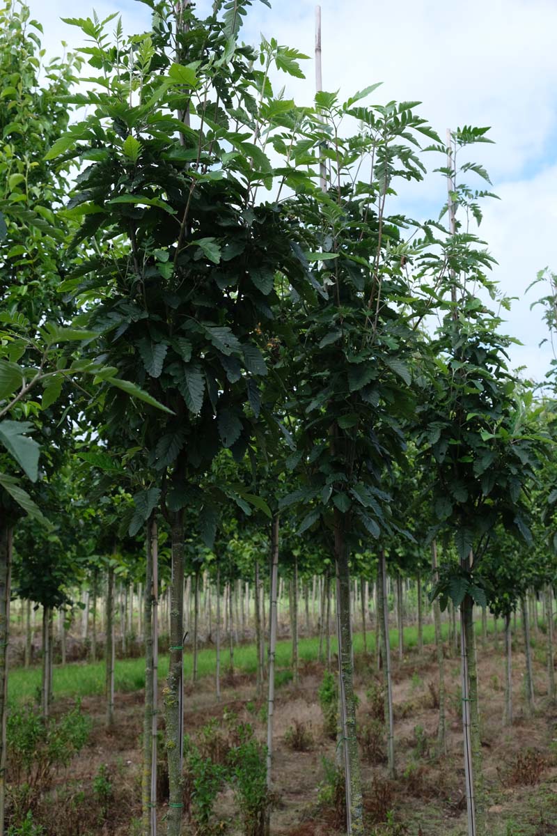 SOTFASTI12-14HODR stamomtrek 12-14