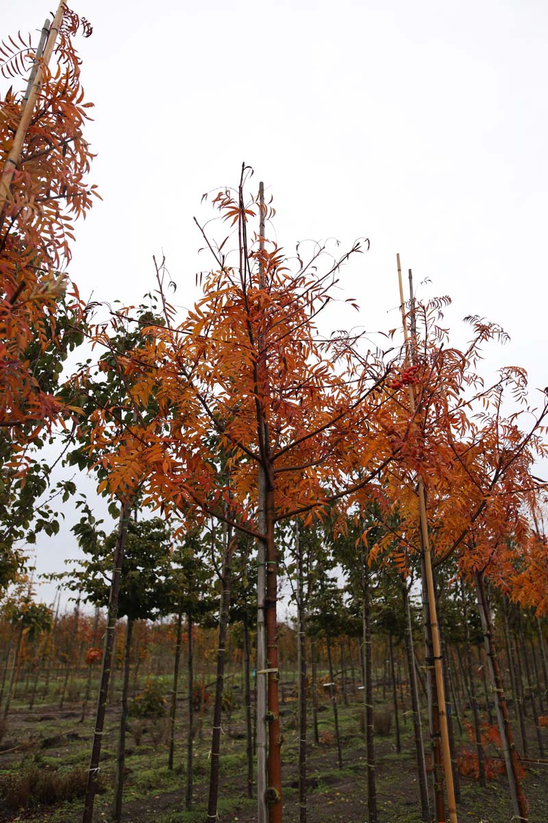 SODODONG12-14HODR Sorbus ulleungensis 'Dodong'