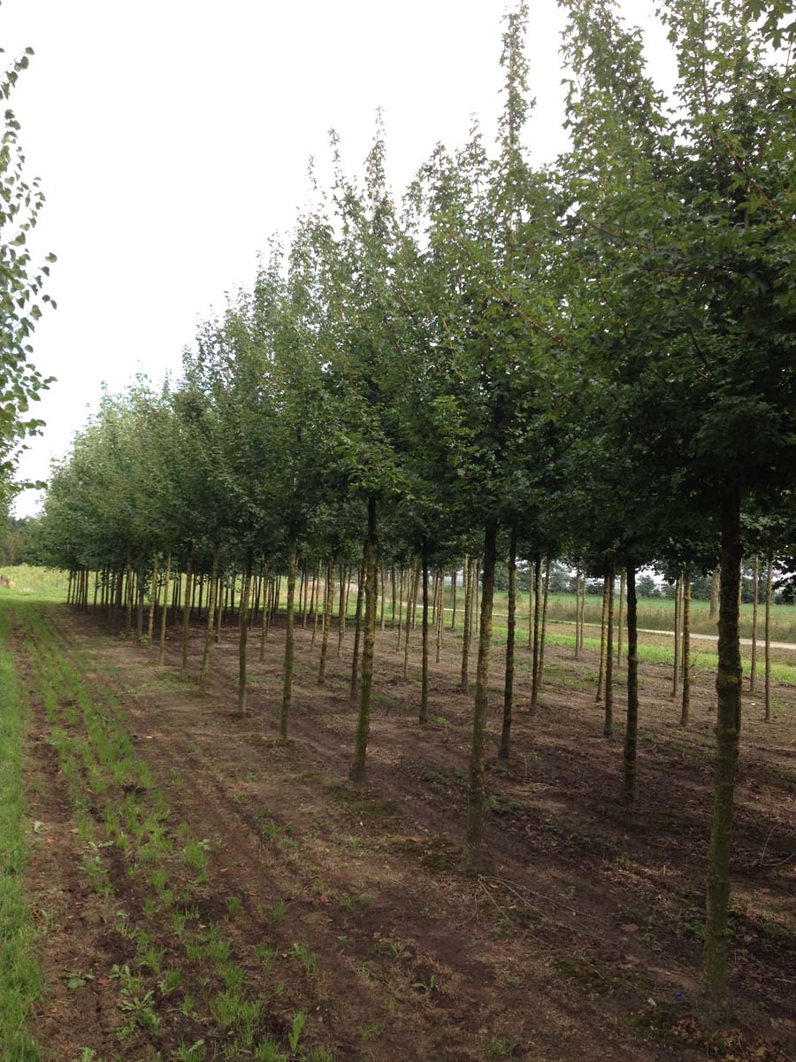 ACCELSRI14-16HODR stamomtrek 14-16