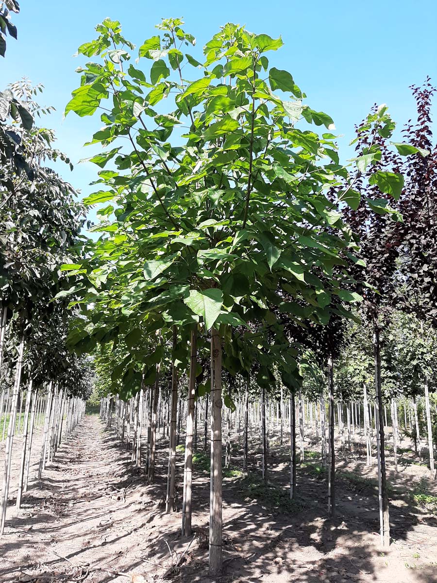 CABIGNON14-16HODR stamomtrek 14-16