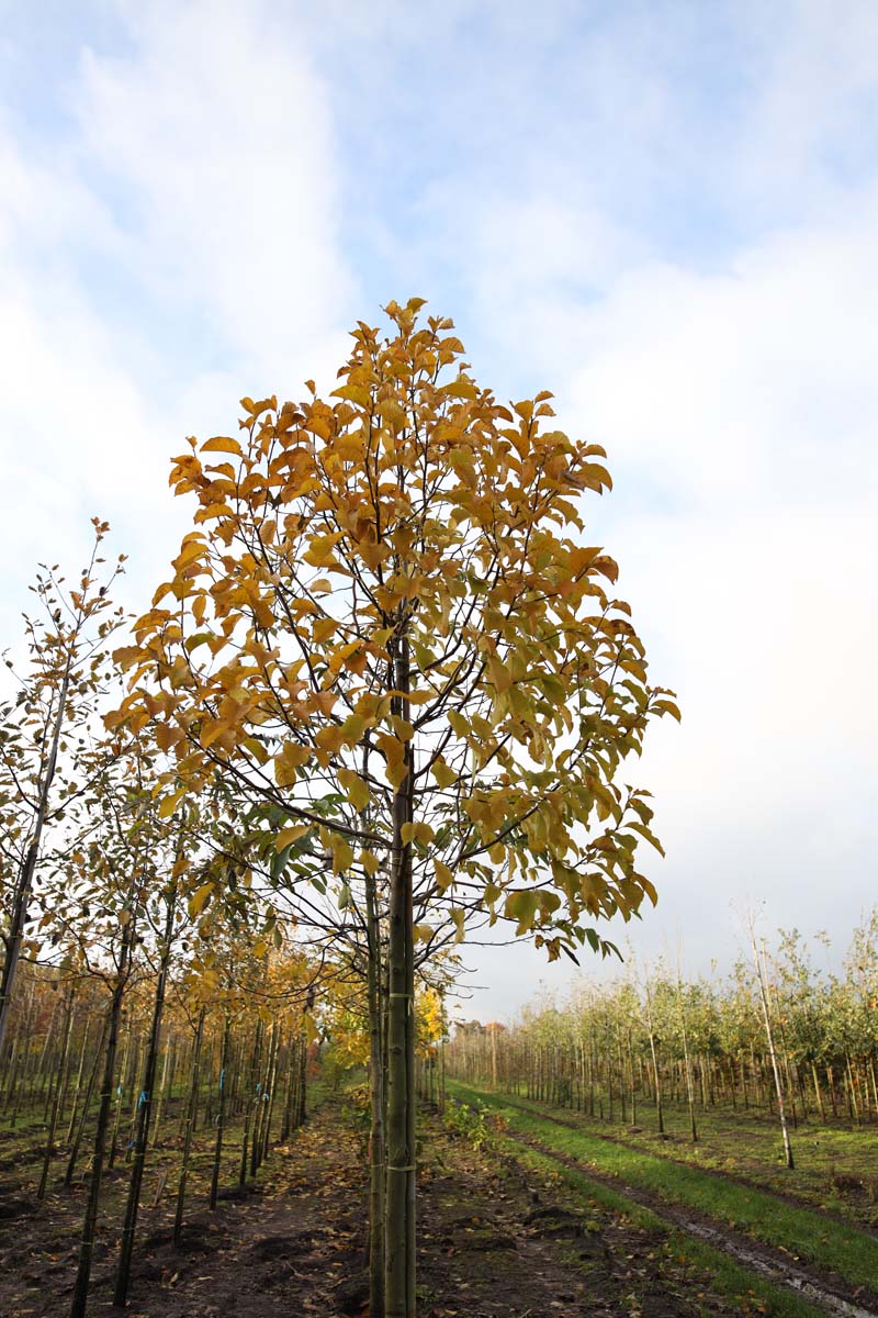 MAKOBUS14-16HODR stamomtrek 14-16