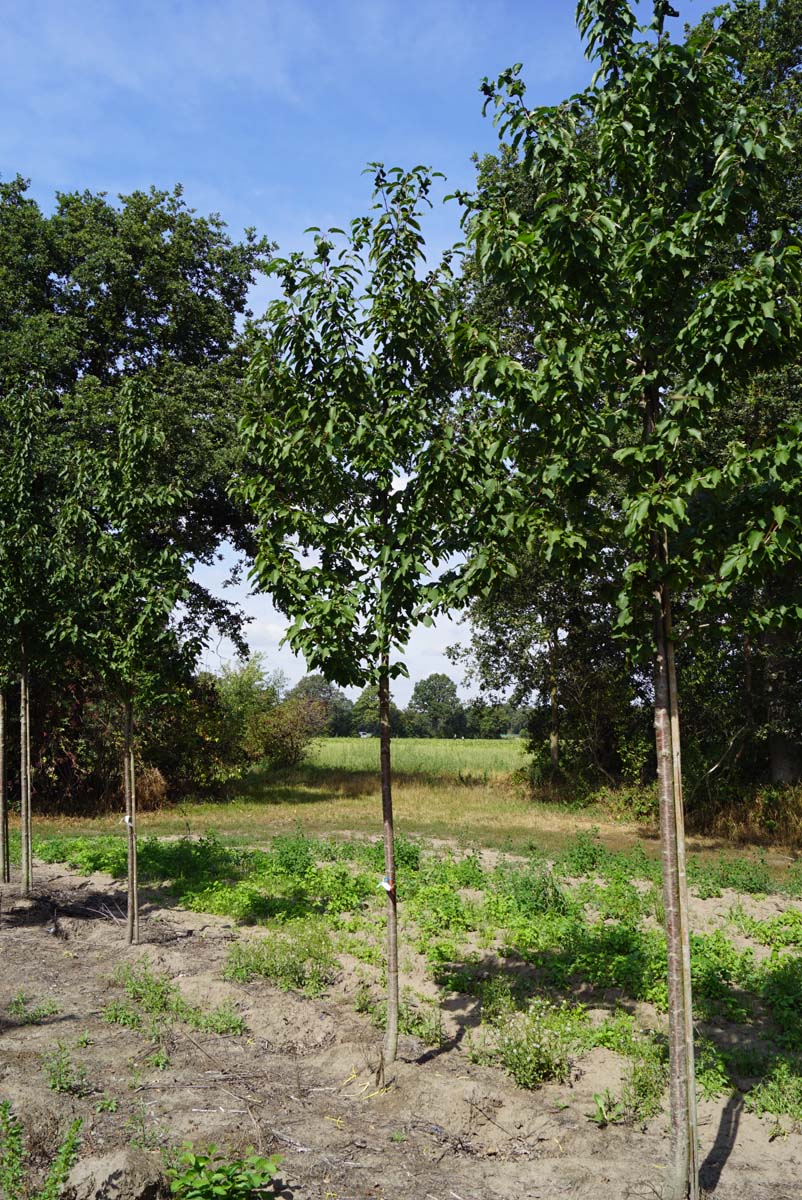 PRALBLOO14-16HODR stamomtrek 14-16