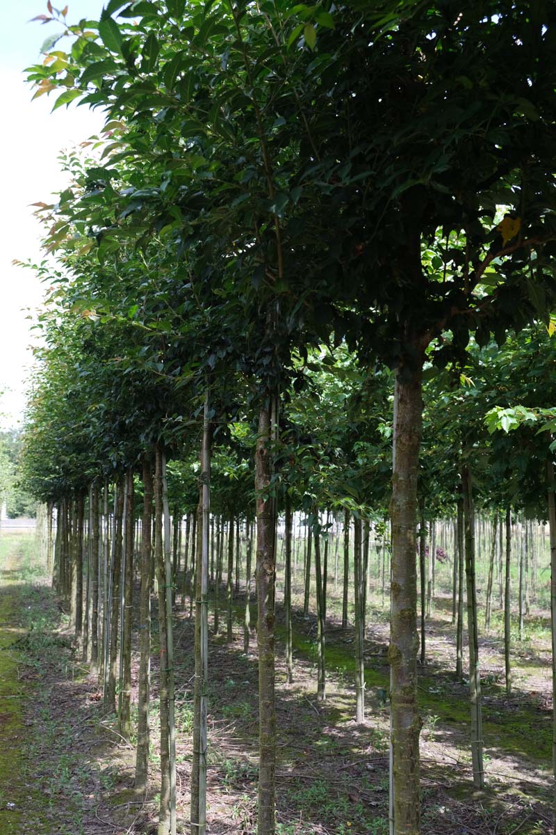 PRPANDOR14-16HODR stamomtrek 14-16