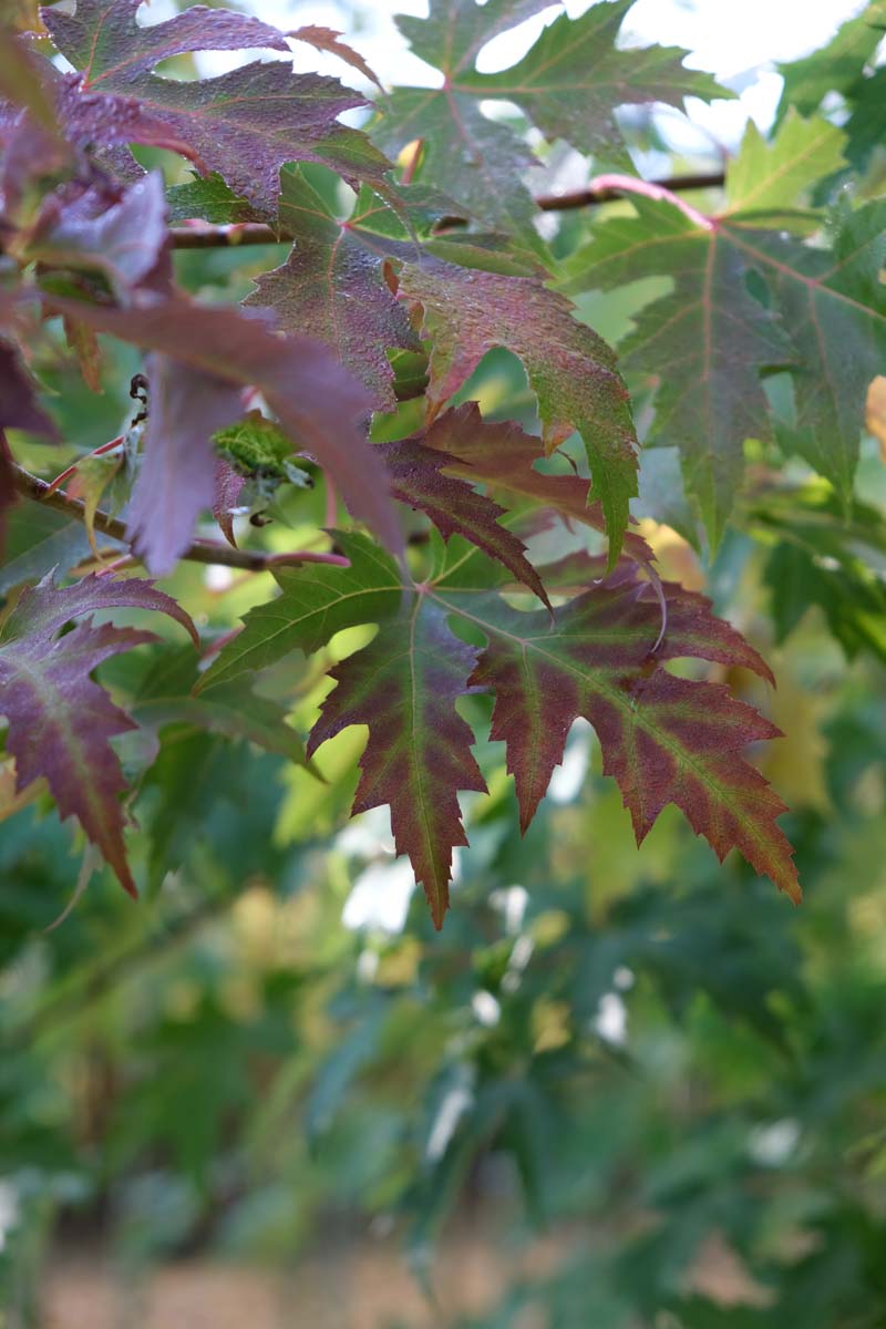 Acer saccharinum 'Laciniatum Wieri' meerstammig / struik herfstkleur