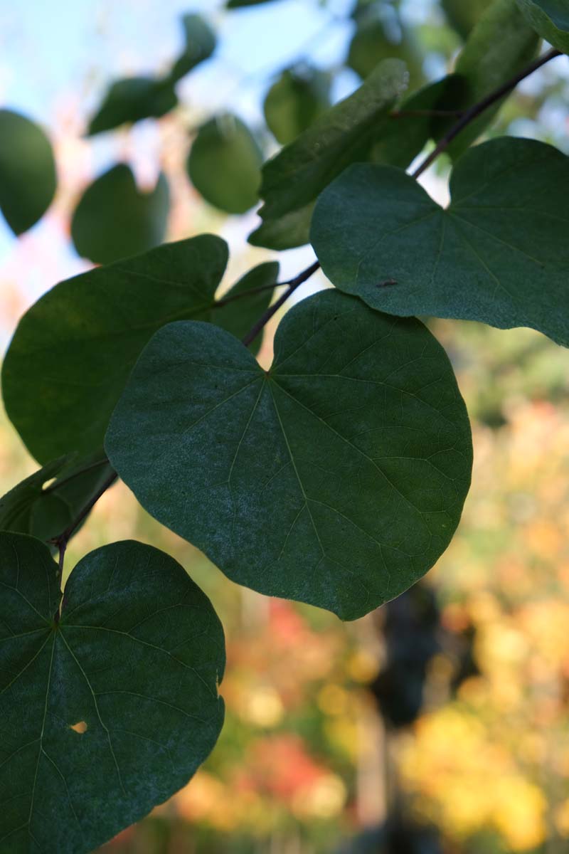 Cercis siliquastrum meerstammig / struik blad