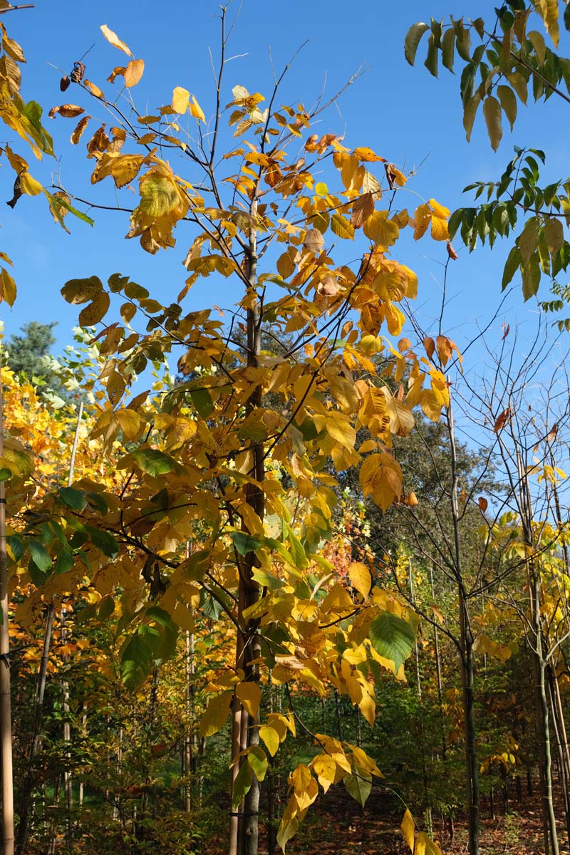 Cladrastis kentukea Tuinplanten kroon
