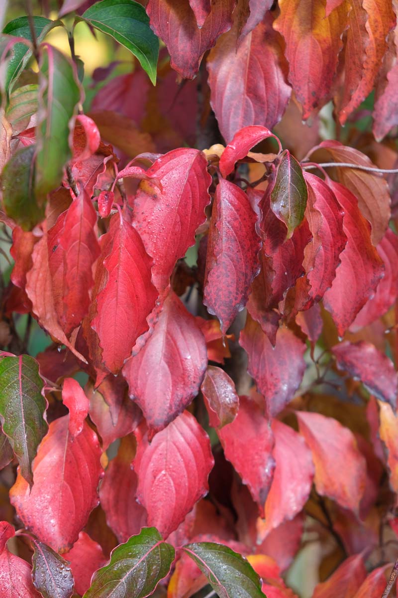 Cornus kousa chinensis op stam herfstkleur
