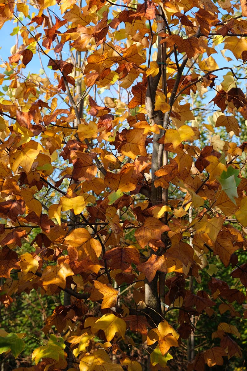 Liriodendron tulipifera op stam stam