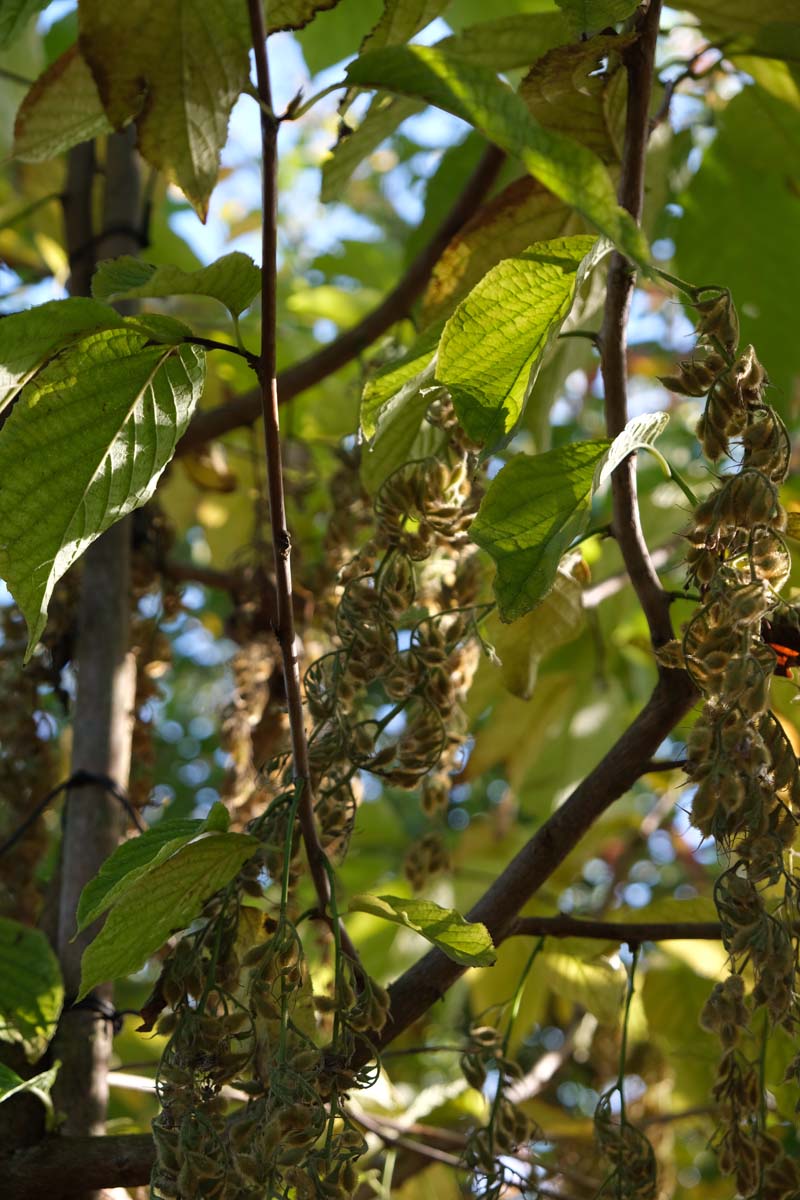 Pterostyrax hispida Tuinplanten zaaddoos