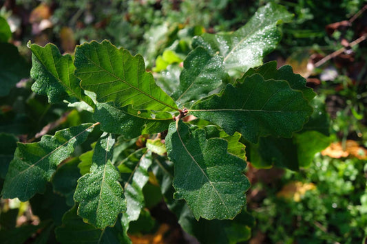 Quercus robur 'Fastigiate Koster' meerstammig / struik blad