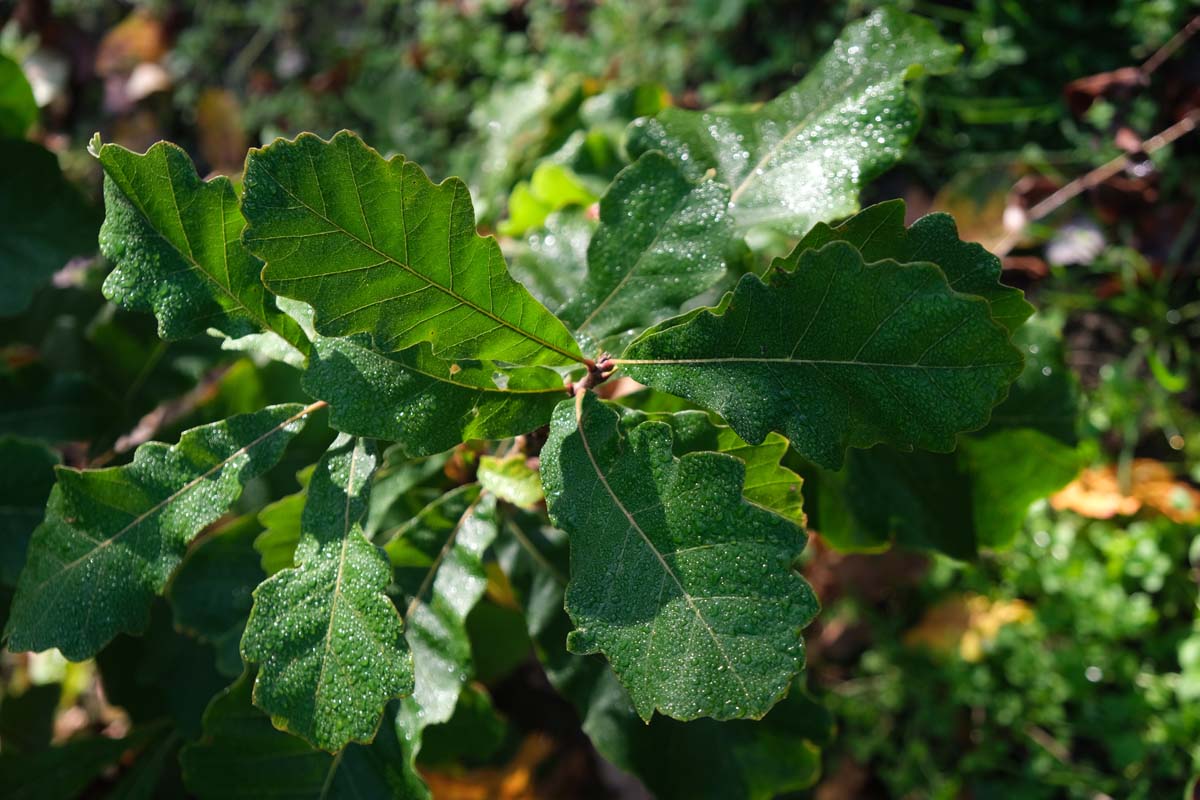 Quercus robur 'Fastigiate Koster' Tuinplanten blad