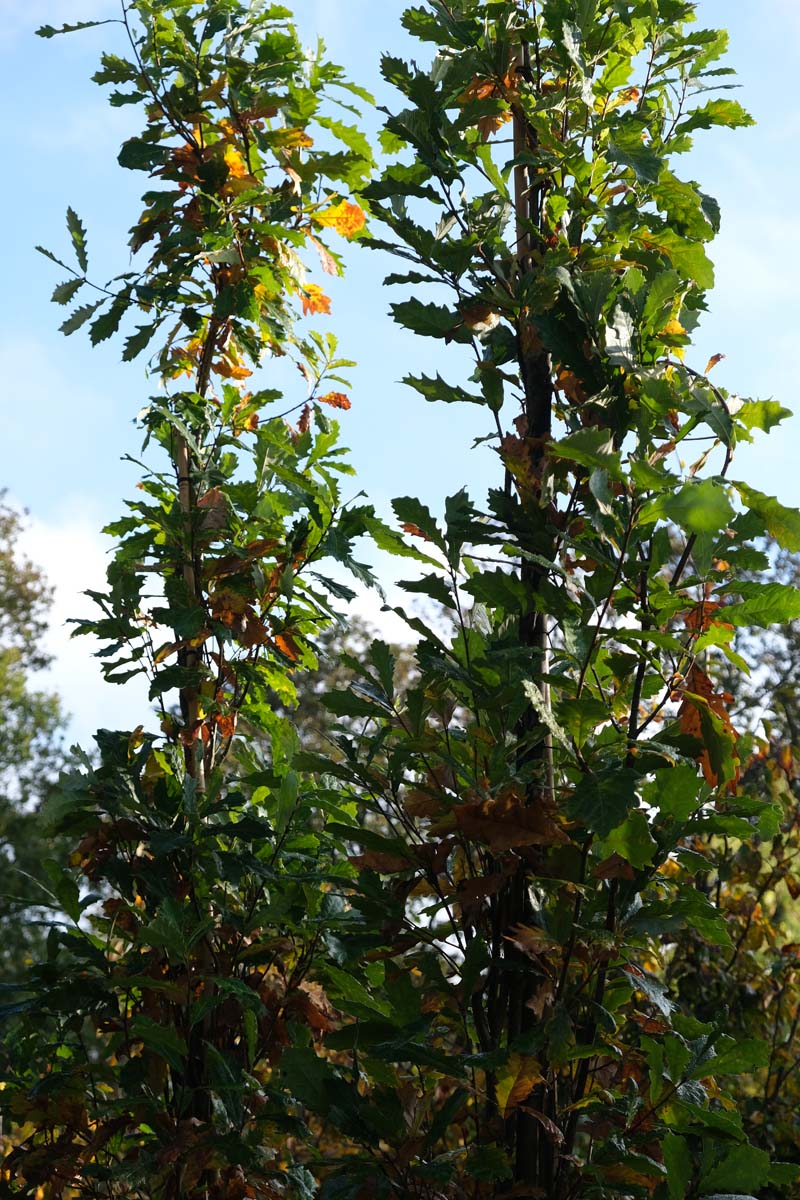Quercus robur 'Fastigiate Koster' meerstammig / struik herfstkleur