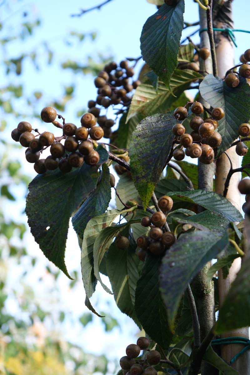 Sorbus caloneura op stam blad