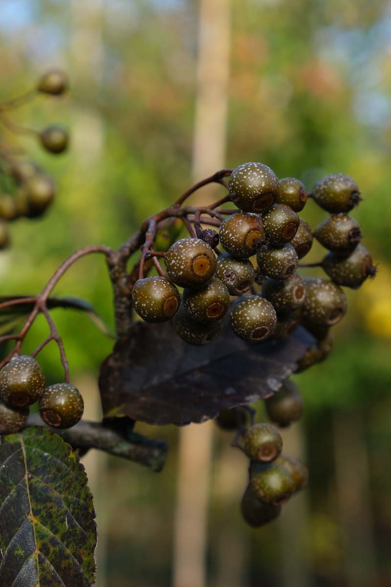 Sorbus caloneura Tuinplanten vrucht
