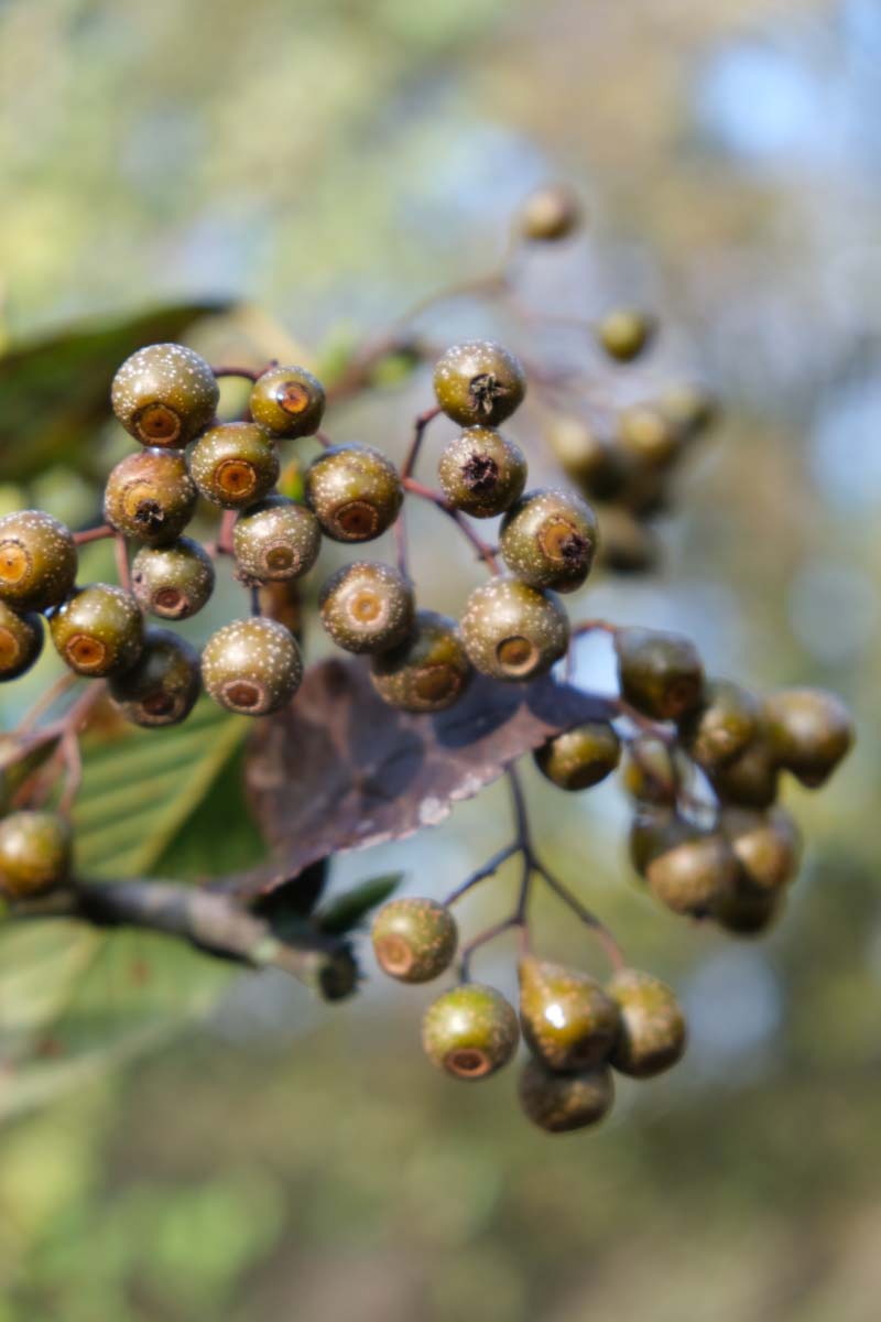 Sorbus caloneura op stam vrucht