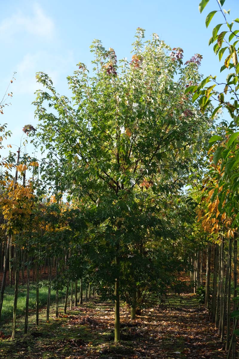 Acer saccharinum 'Laciniatum Wieri' op stam op stam