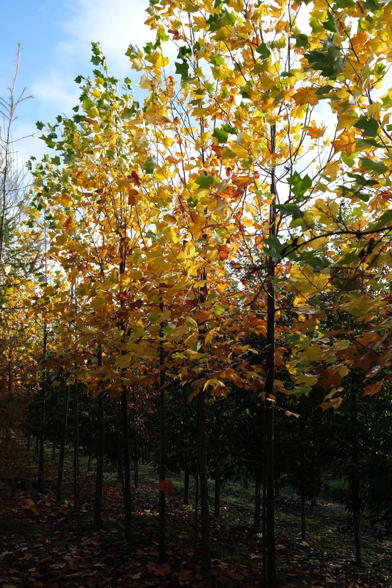 Liriodendron tulipifera op stam op stam